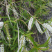 Veronica stenophylla - Photo no hay derechos reservados, uploaded by Peter de Lange
