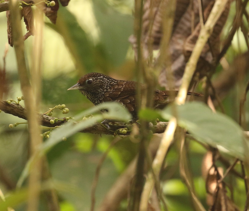 Cachar Wedge-billed Babbler (Stachyris roberti) photo