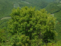 Fraxinus purpusii