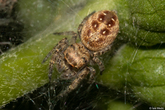 Metaphidippus albopilosus
