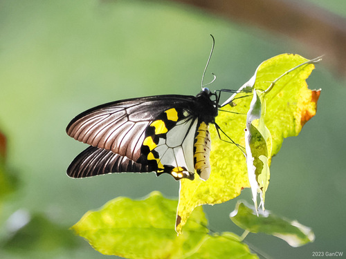 Rippon’s Birdwing