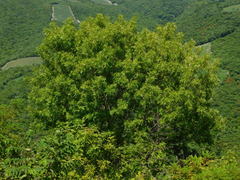 Fraxinus purpusii