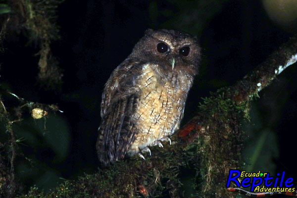 Rufescent Screech-Owl