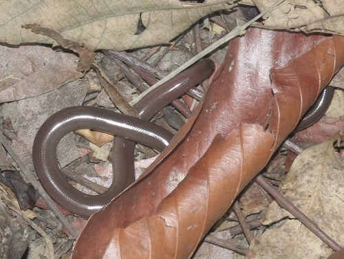 Photo of a Diard's Blindsnake (Argyrophis diardii)