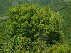 Fraxinus purpusii