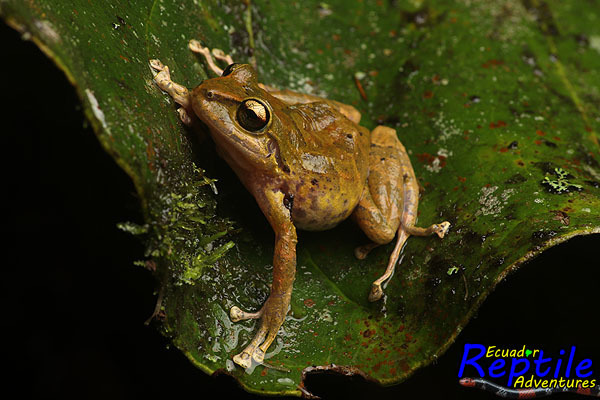 Mindo Rainfrog