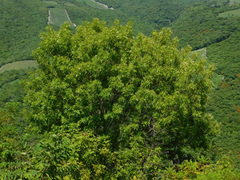 Fraxinus purpusii