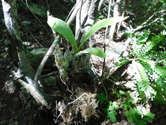 Clowesia russelliana