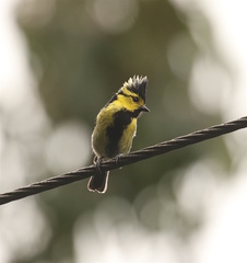 Machlolophus spilonotus