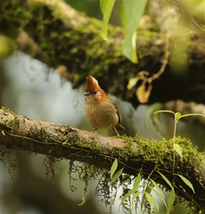 Yuhina bakeri