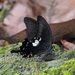 Papilio sataspes - Photo (c) Cheongweei Gan, algunos derechos reservados (CC BY), subido por Cheongweei Gan