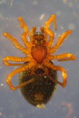 Pelecopsis bucephala