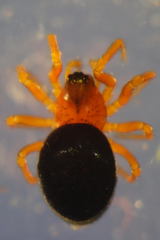 Pelecopsis bucephala