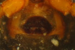 Pelecopsis bucephala