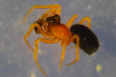 Pelecopsis bucephala