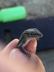 Aspidoscelis hyperythrus beldingi