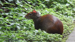 Dasyprocta leporina