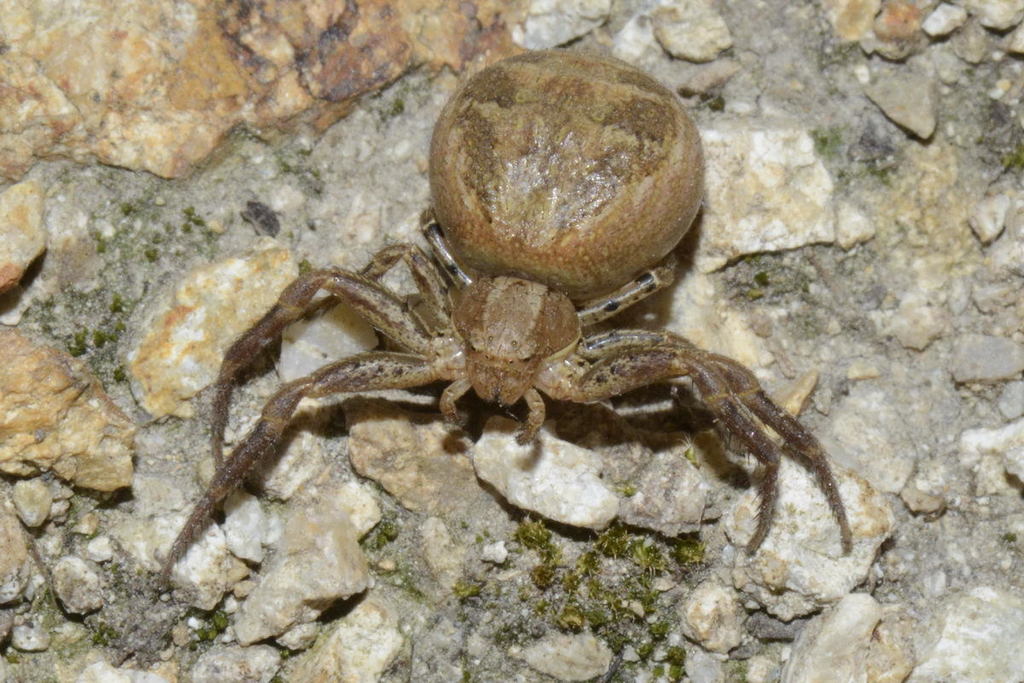 Xysticus kochi