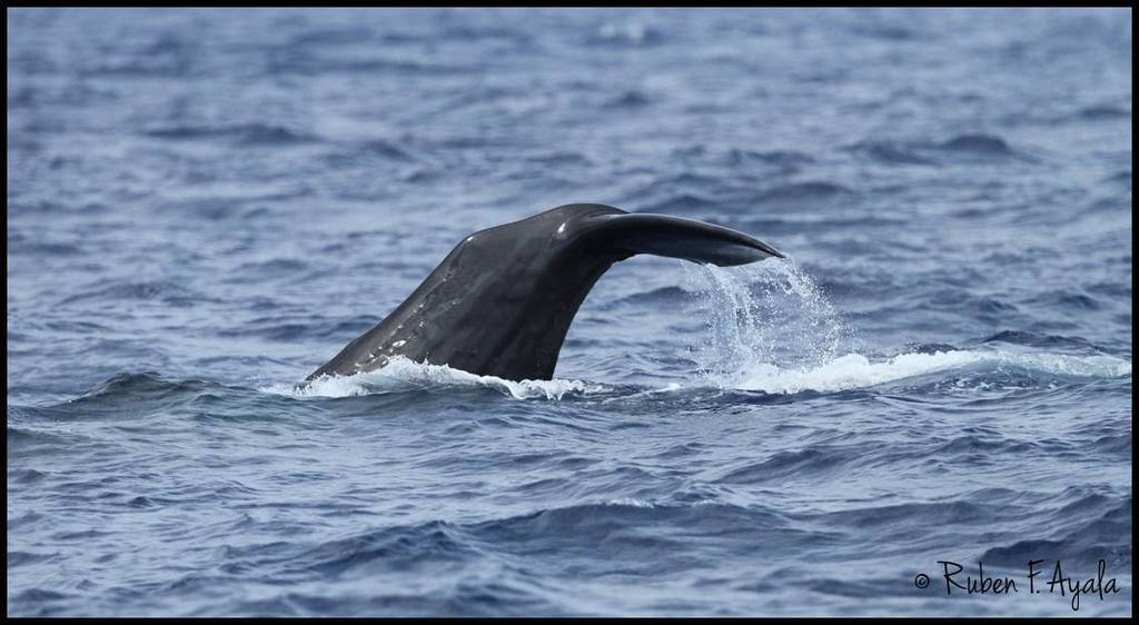 True Sperm Whales
