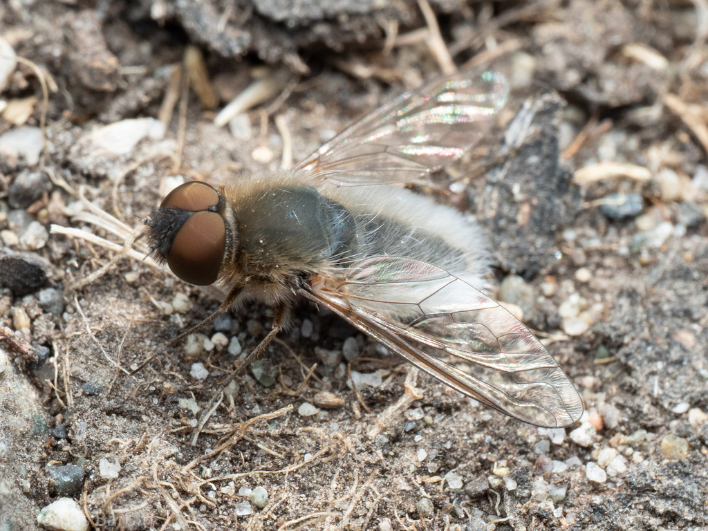 Aphoebantus mus
