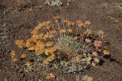 Eriogonum strictum