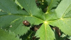 Calligrapha multipustulata
