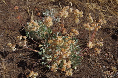 Eriogonum strictum