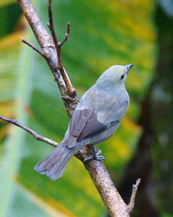 Palm Tanager photo 5