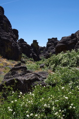 Philadelphus lewisii