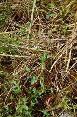 Trifolium variegatum