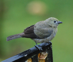 Palm Tanager photo 6