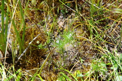 Navarretia intertexta