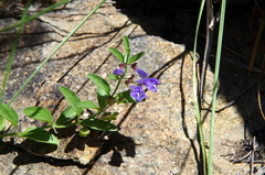 Scutellaria angustifolia