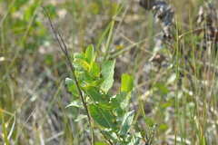 Salix cordata