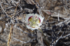 Calochortus eurycarpus