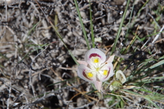 Calochortus eurycarpus