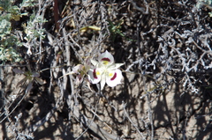 Calochortus eurycarpus