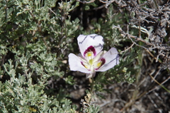Calochortus eurycarpus