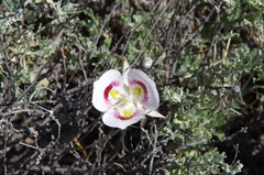 Calochortus eurycarpus