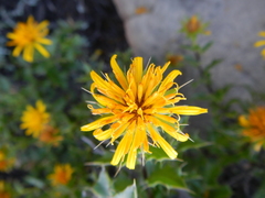 Berkheya spinosa