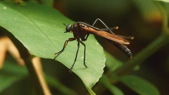 Asilidae