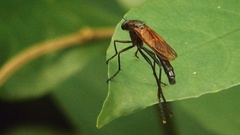 Asilidae