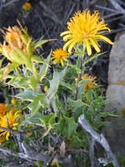 Berkheya spinosa
