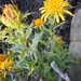 Spiny Capethistle - Photo (c) kevinjolliffe, some rights reserved (CC BY-NC)