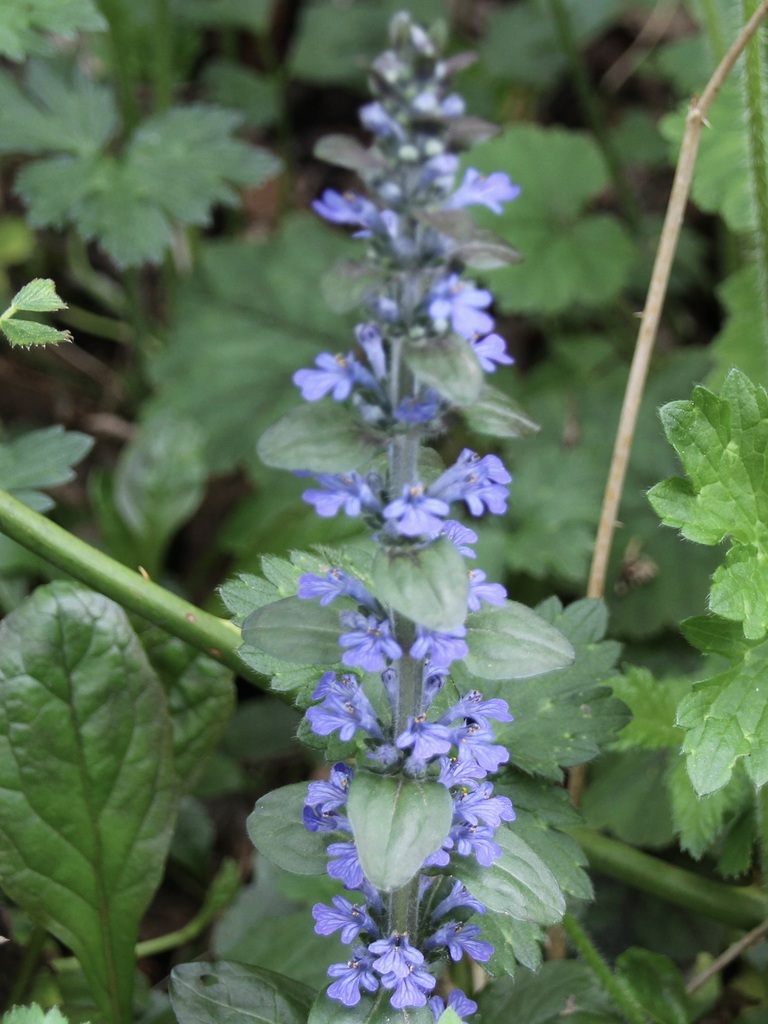 carpet bugle from Union HillNovelty Hill, WA, USA on May 1, 2021 at 02