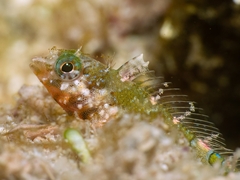 Imitator Blenny photo 2