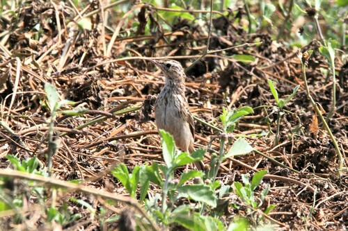 Peruvian Pipit (Anthus peruvianus), photo 7
