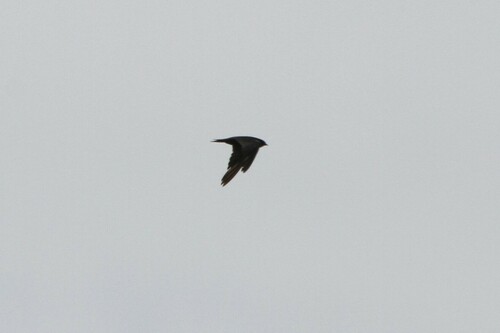 Peruvian Martin (Progne murphyi), photo 2