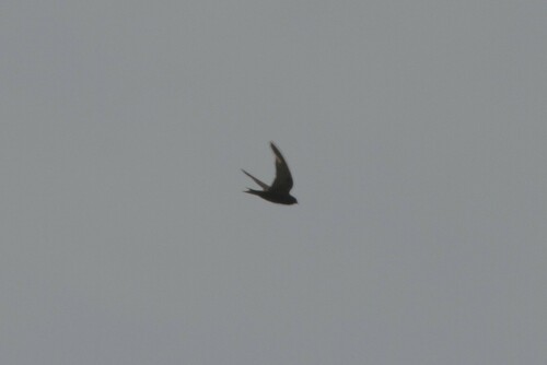 Peruvian Martin (Progne murphyi), photo 5