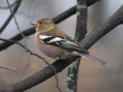 Fringilla coelebs